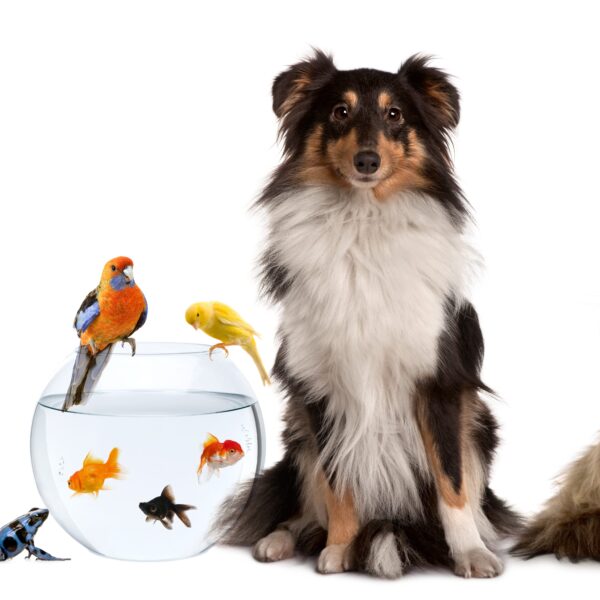 How to choose the right pet for your lifestyle?