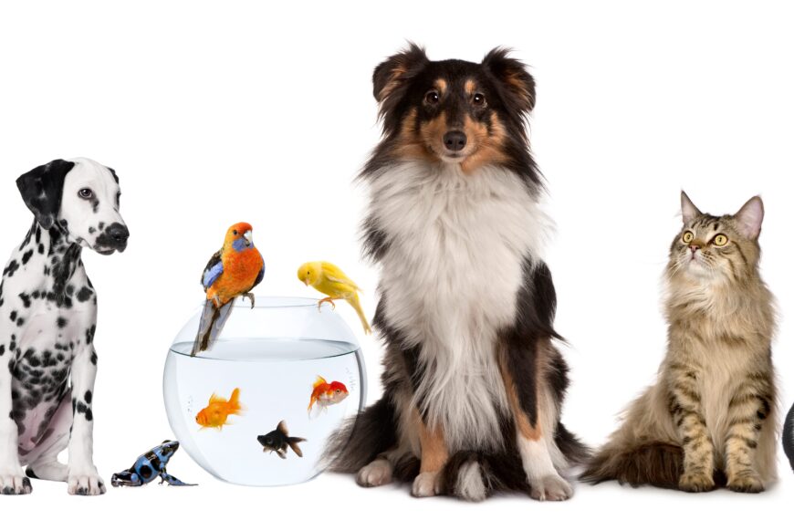 How to choose the right pet for your lifestyle?