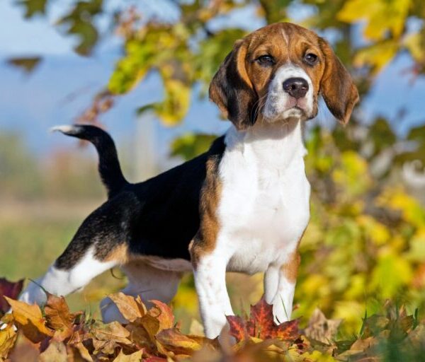 The Top 10 dog breeds for families and Why they make great companions