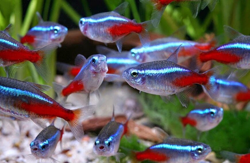 Are you thinking about having a pet fish? We’ll tell you which are the 10 most suitable species to start