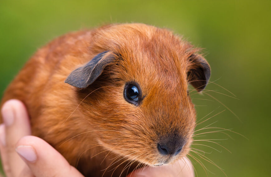 Wich small mammals can I get as a pet?