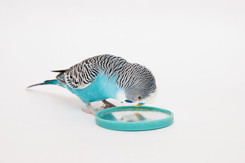 blue budgie looking in mirror