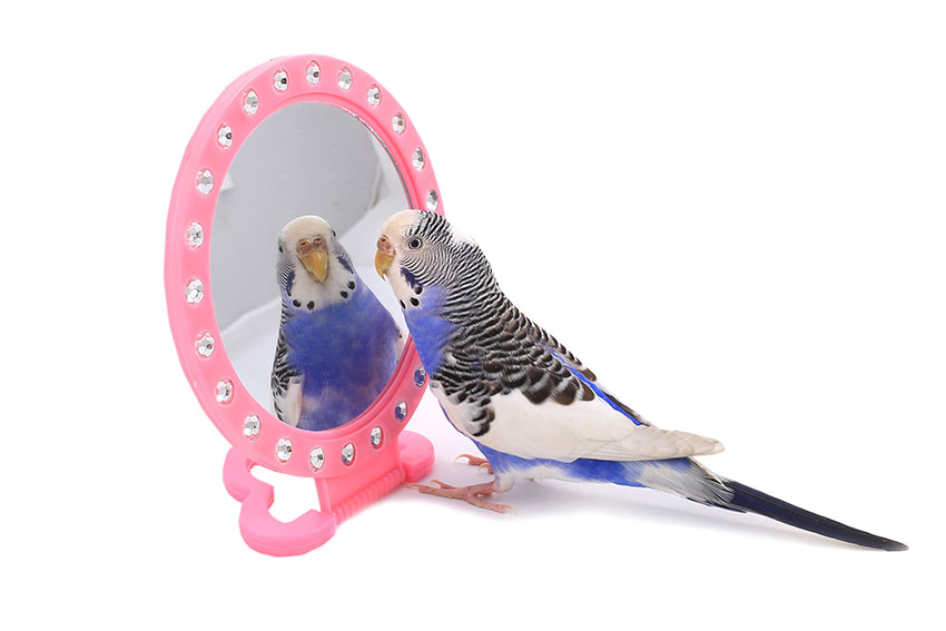 ¿Bird grooming? How to keep your pet good looking
