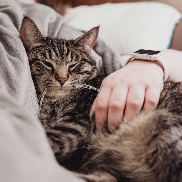 Cat owners were 40% less likely to die from a heart attack than those who didn’t own cats