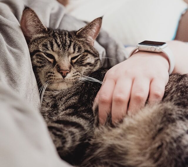 Cat owners were 40% less likely to die from a heart attack than those who didn’t own cats