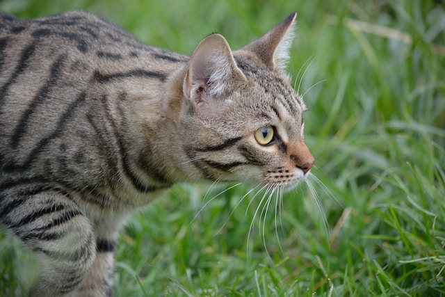 Unique qualities of cats as pets, such as their ability to keep your house pest-free