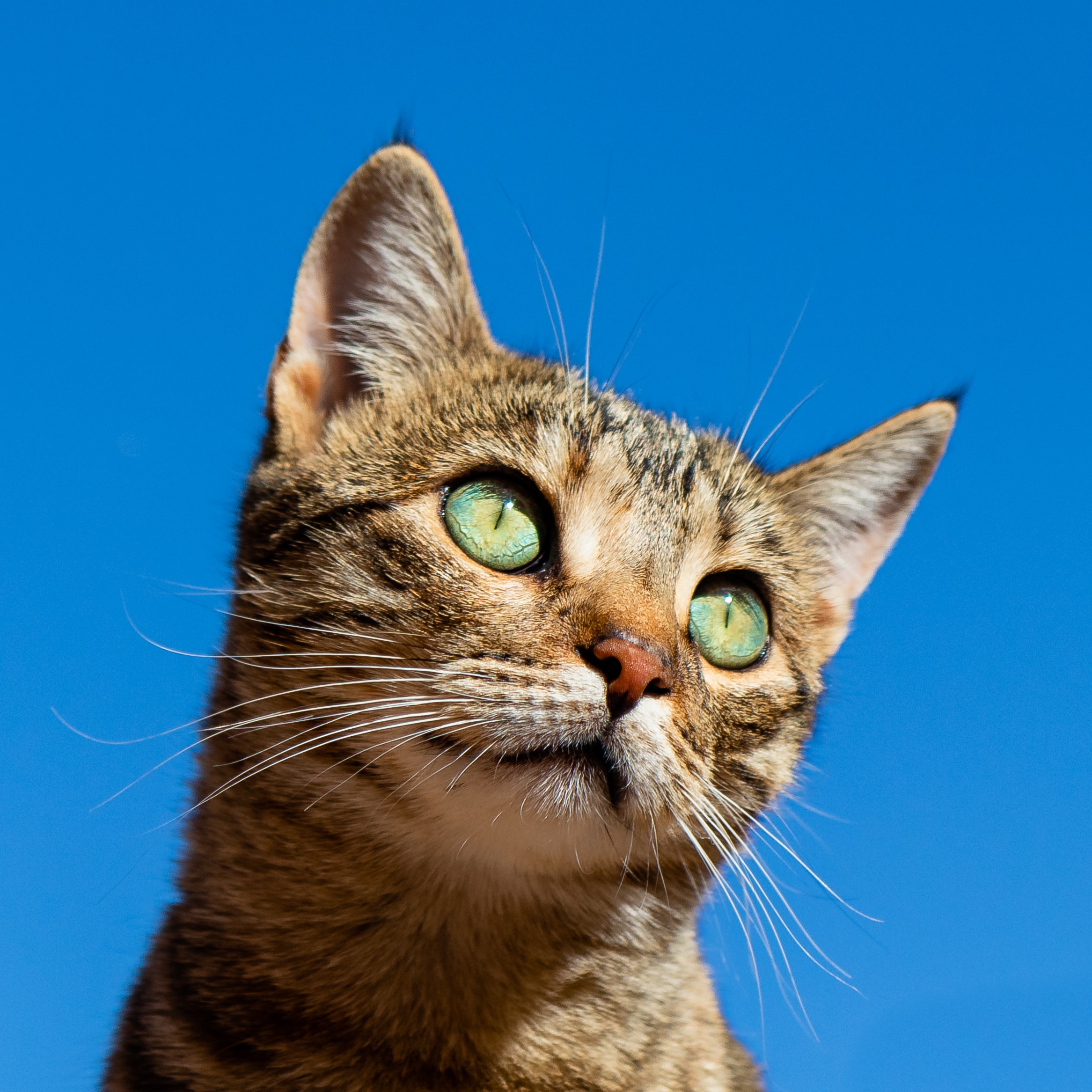 World’s First Cloned Cat Gives Birth to Healthy Kittens