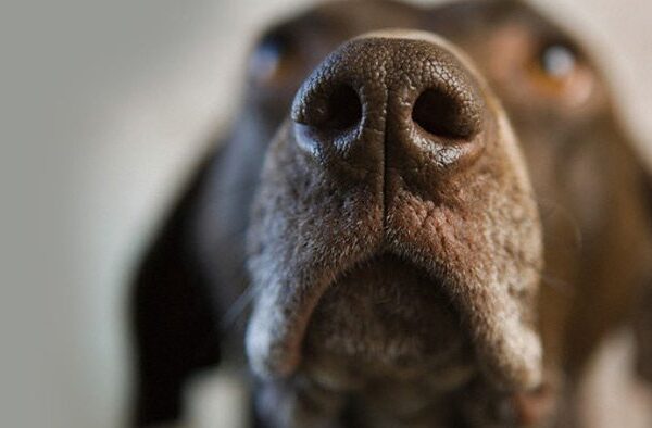 Unleashing the Power of a Dog’s Sense of Smell: A Closer Look at Canine Olfactory Abilities