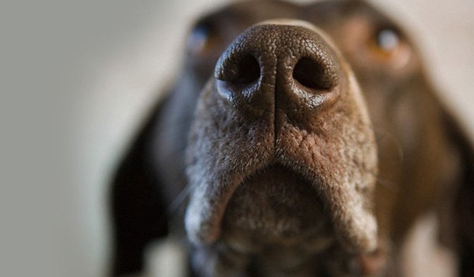 Unleashing the Power of a Dog’s Sense of Smell: A Closer Look at Canine Olfactory Abilities