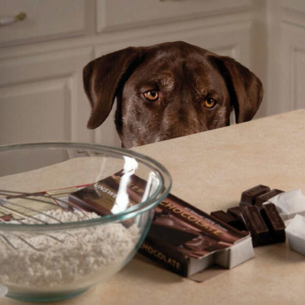 Why chocolate and dogs don’t mix: understanding the risks and preventing accidents