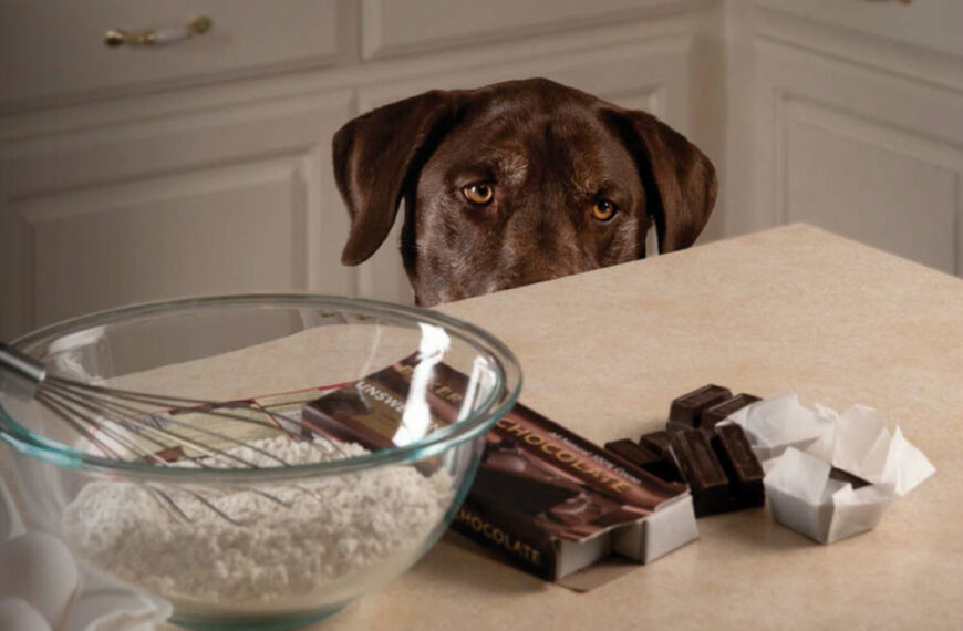 Why chocolate and dogs don’t mix: understanding the risks and preventing accidents