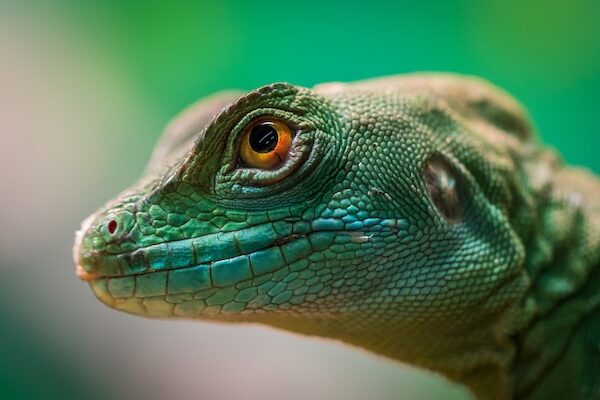 The Ultimate Checklist for Selecting the Right Reptile Pet for Your Family