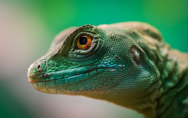 The Ultimate Checklist for Selecting the Right Reptile Pet for Your Family