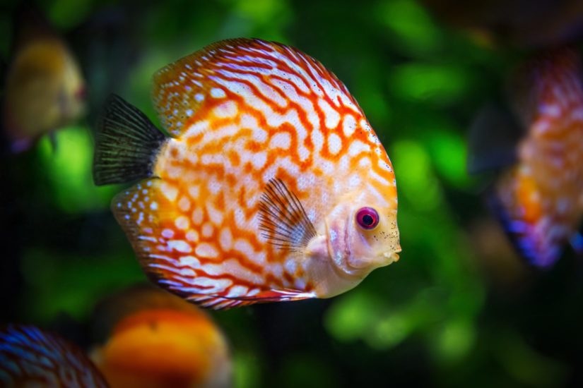 Tips for stimulating your aquarium environment