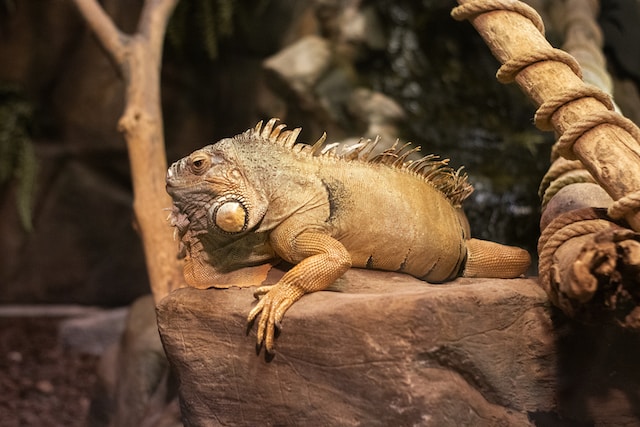 How to ensure your large reptile is happy and healthy: Essential safety tips