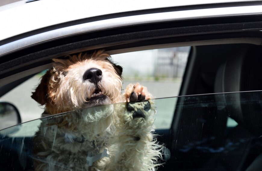 The dangers of leaving your pet in a hot car in the summer months
