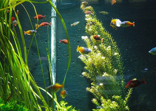 Why live plants in your fish tank can improve water quality and fishes health