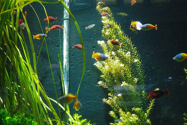 Why live plants in your fish tank can improve water quality and fishes health