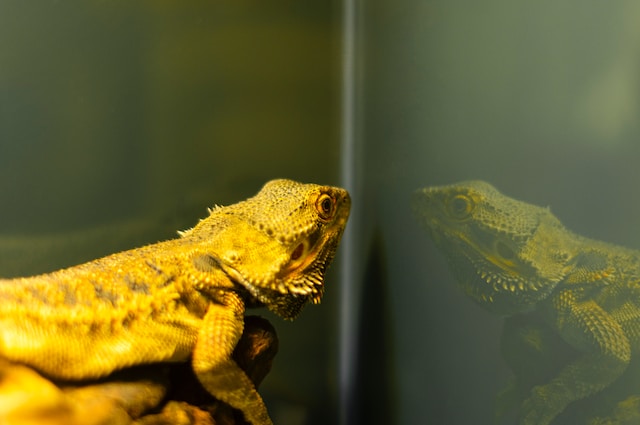 Get your kids excited about nature: The top 5 reptiles and amphibians to keep as pets
