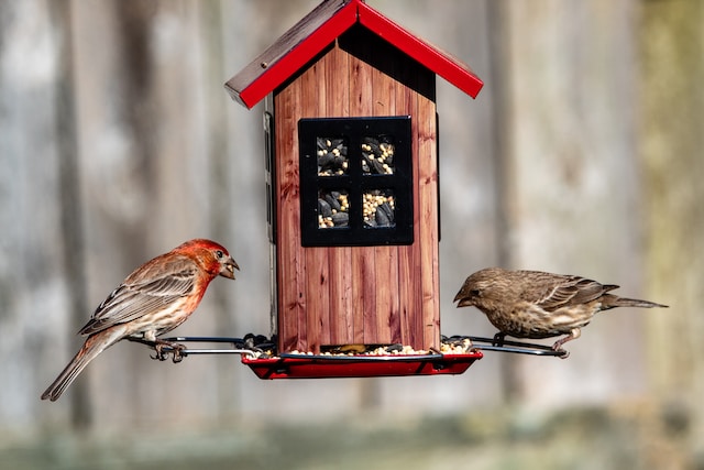 The power of bird pellets: A guide to proper Nutrition for your friend
