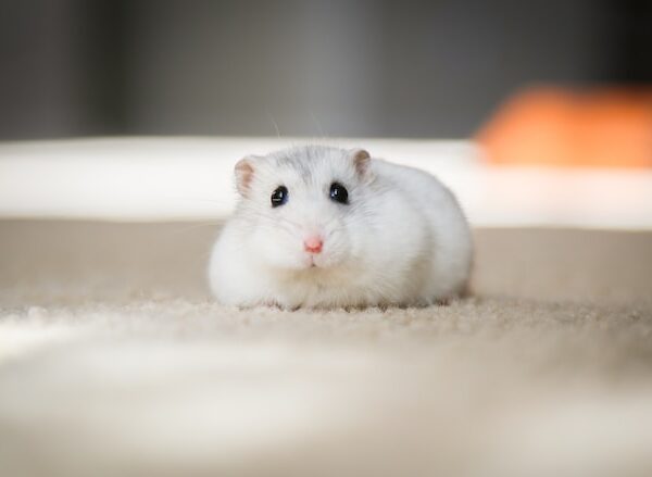 Hamsters: Exploring characteristics of various hamster breeds