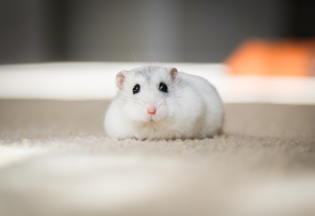 Hamsters: Exploring characteristics of various hamster breeds