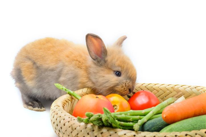 que comen los conejos bebes 49889 orig