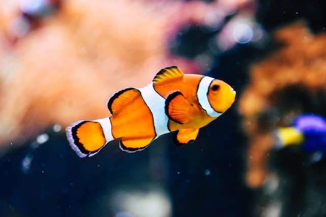 How to keep your aquarium fish healthy and disease-free