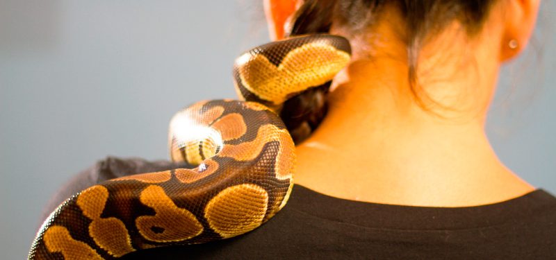 serpientes mascotas 800x375 1