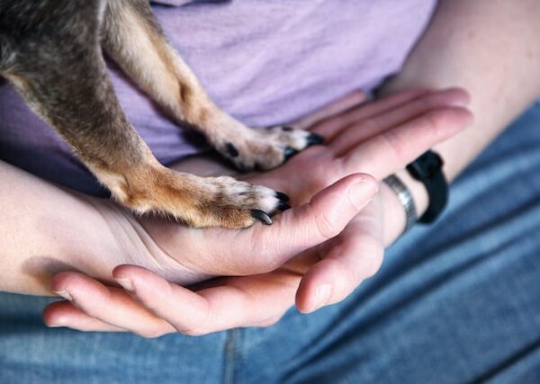 The benefits of owning pets: positive impacts on mental and physical health